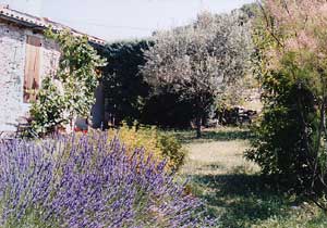 Lavendelbl&uuml;te im Garten